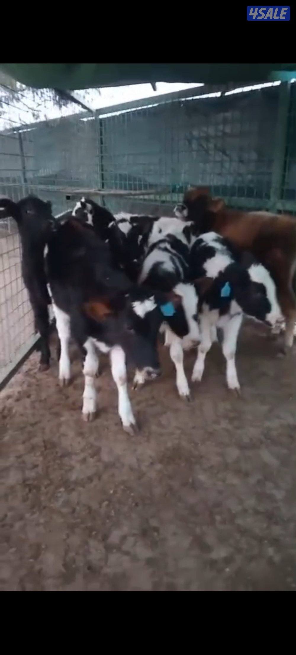 4 عجلات كبار0