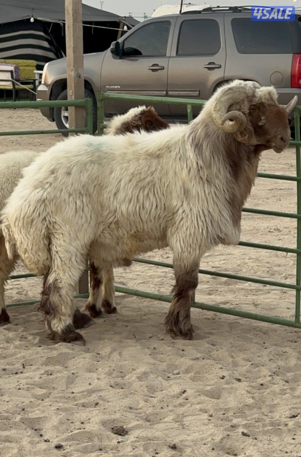 فحل طيب شرط القريع0