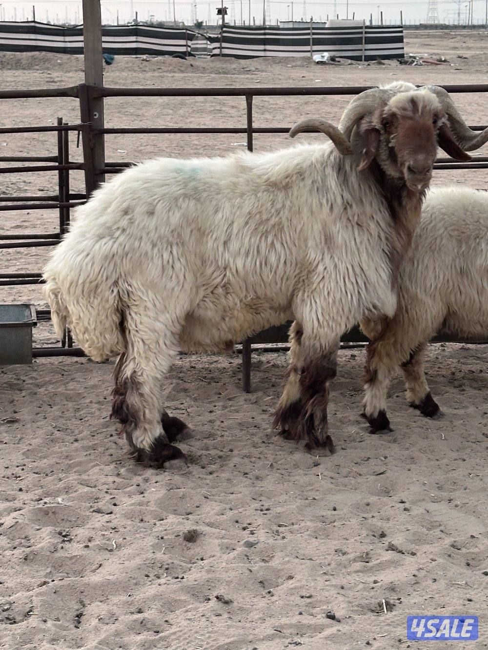 فحل طيب شرط القريع1