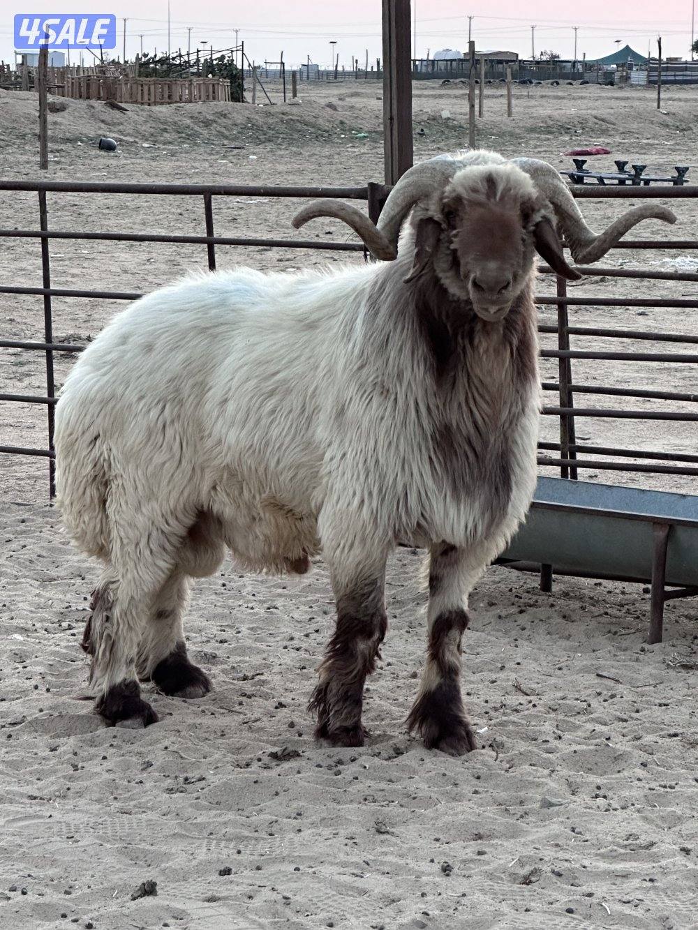 فحل طيب شرط القريع2