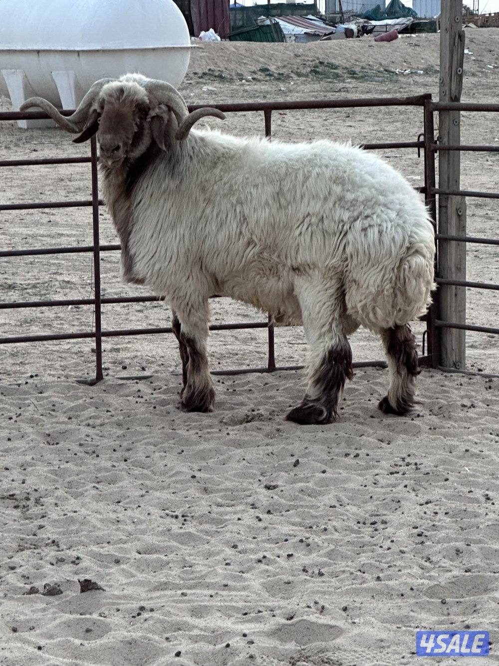 فحل طيب شرط القريع3