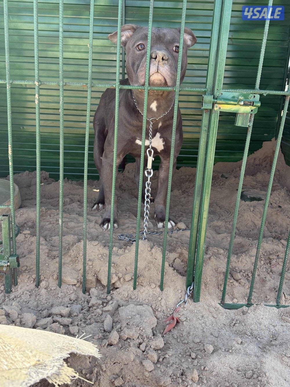 للبيع بتبول0