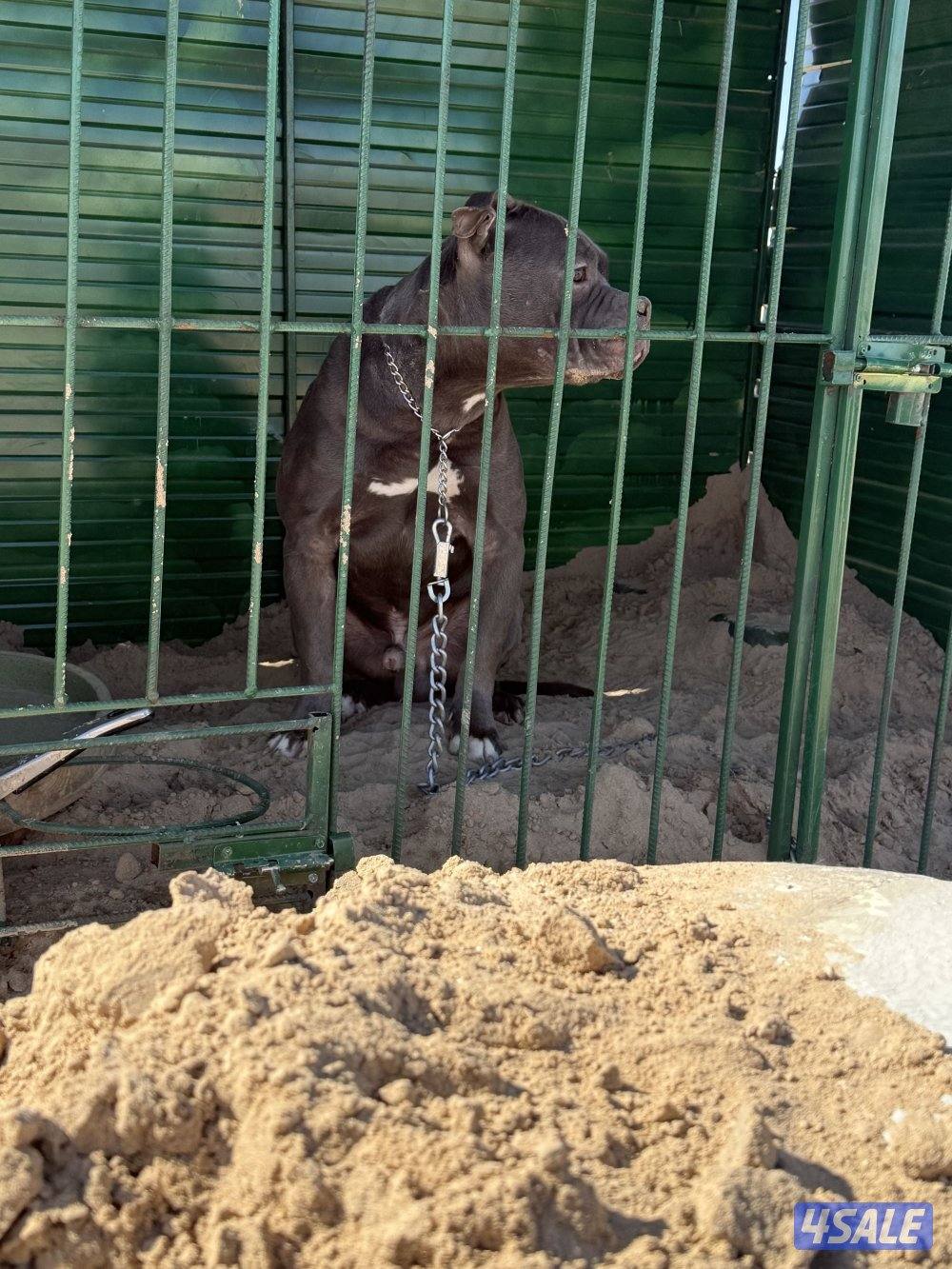 للبيع بتبول2