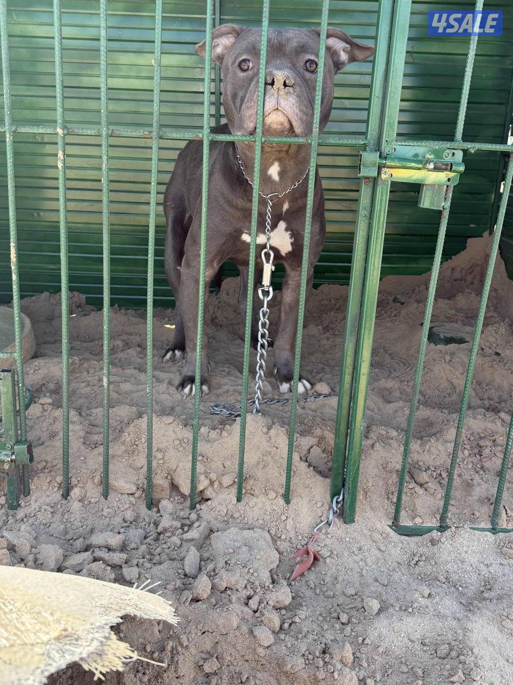 للبيع بتبول3