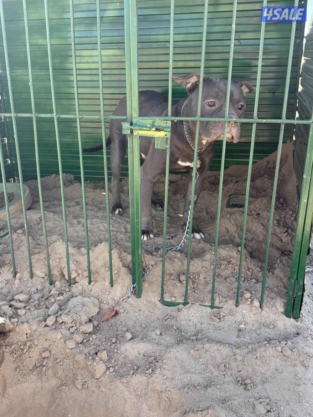 للبيع بتبول4