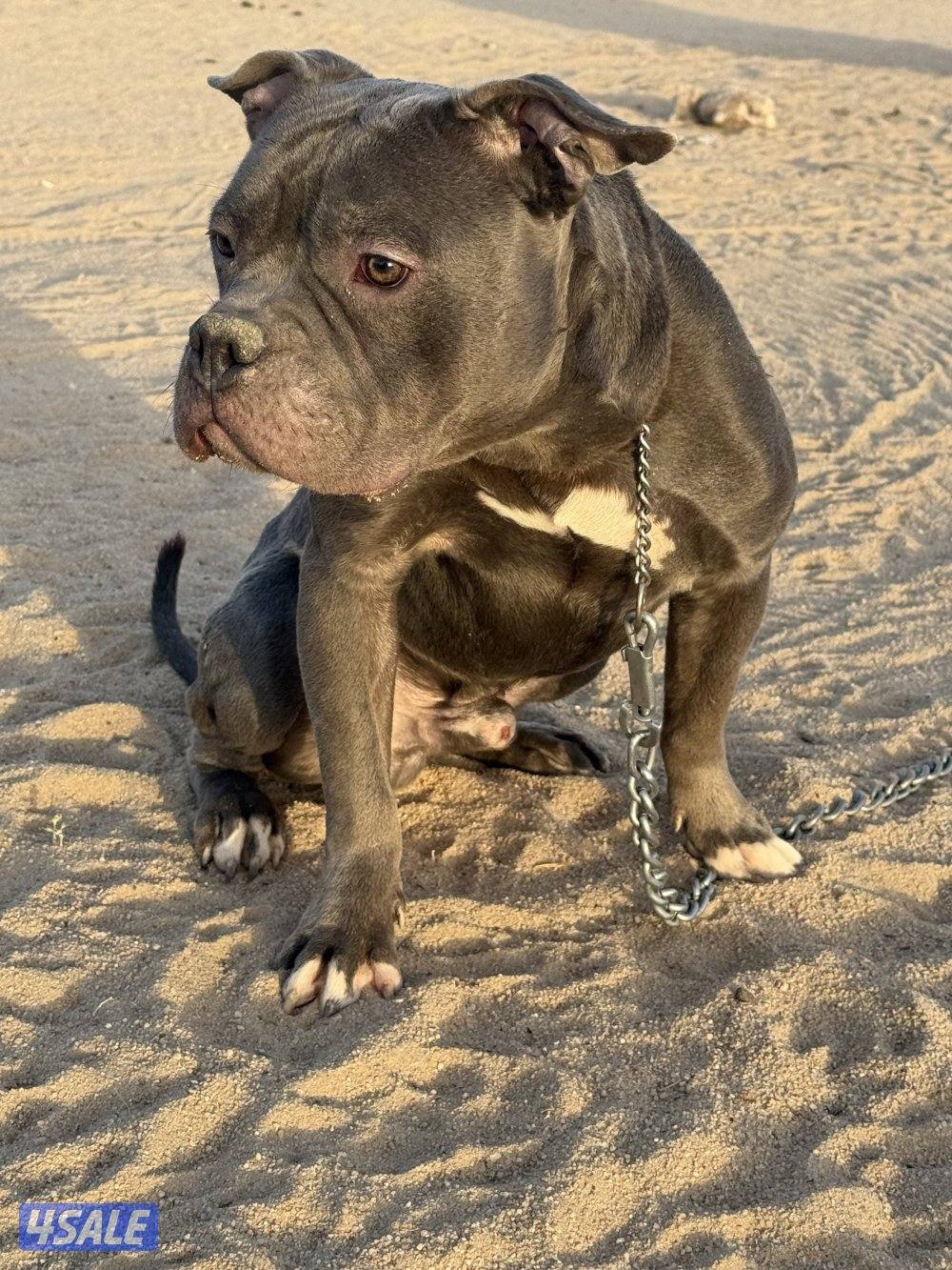 بتبول للبيع0