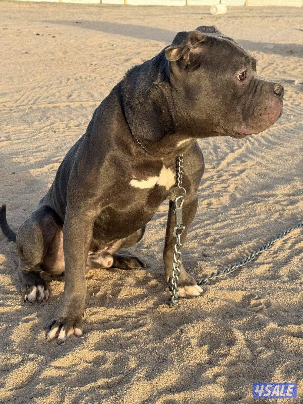 بتبول للبيع2