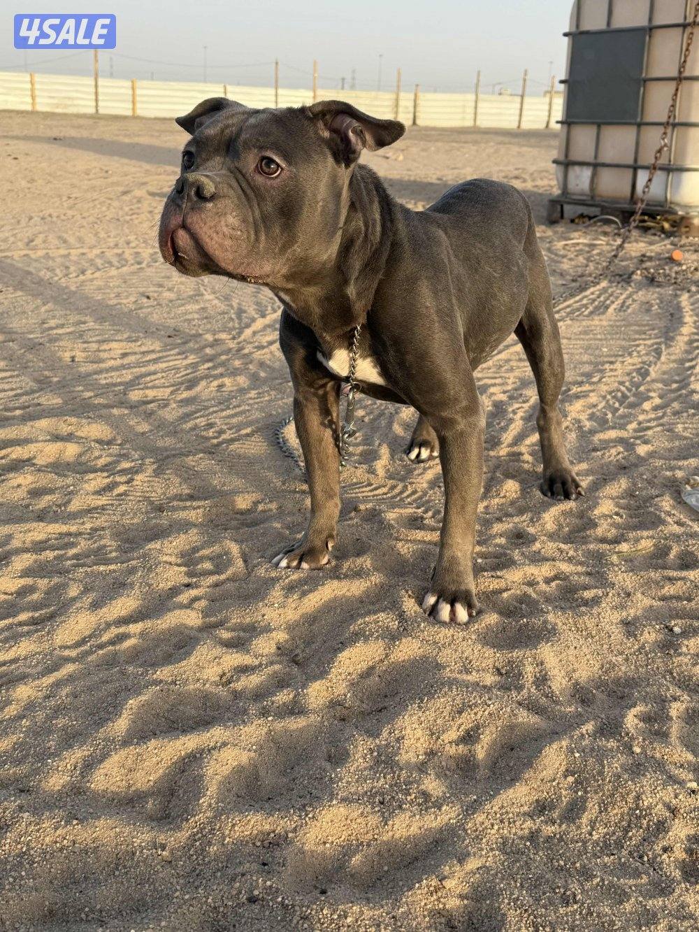 بتبول للبيع3