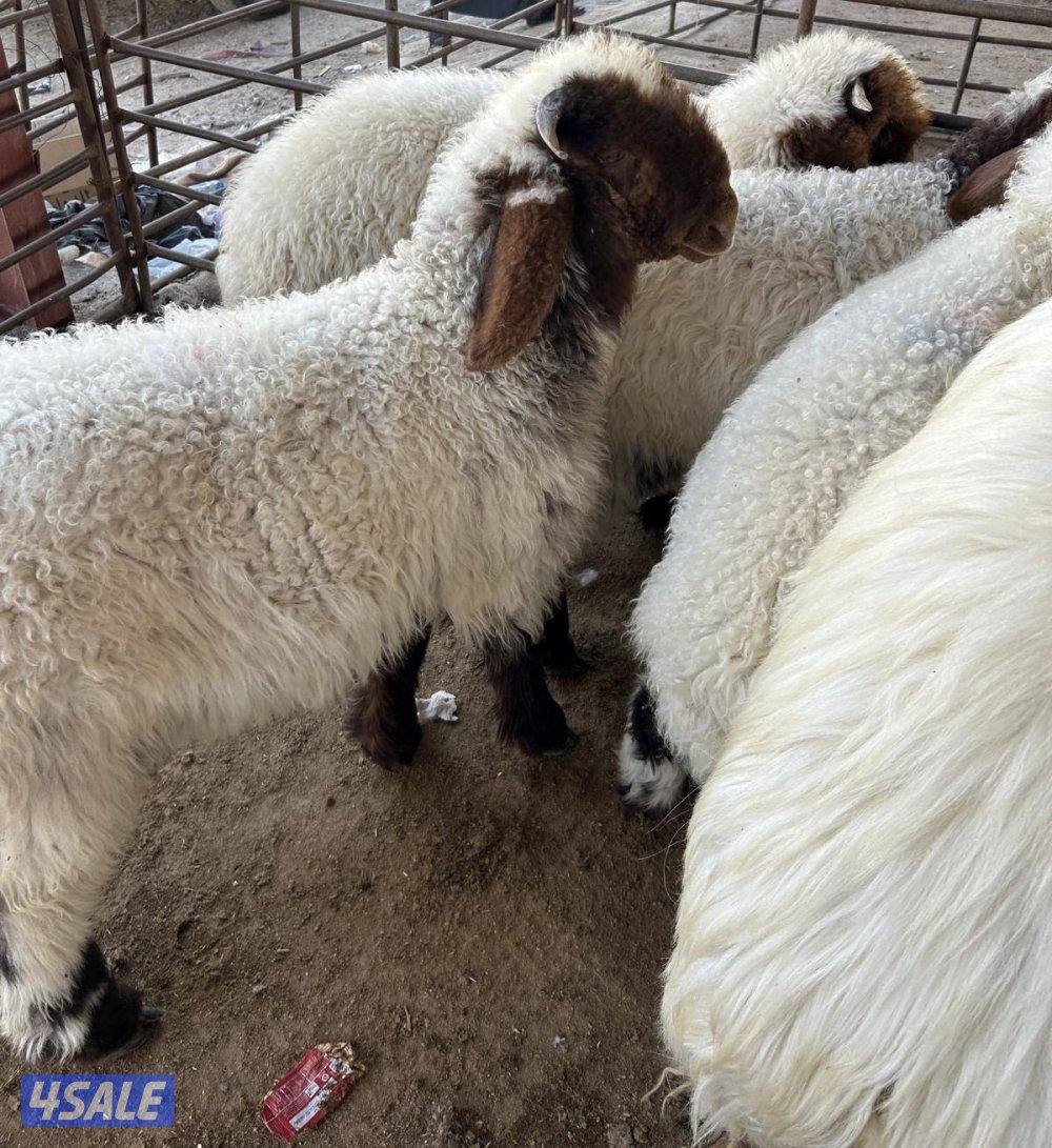 فحل طيب شرط القريع4