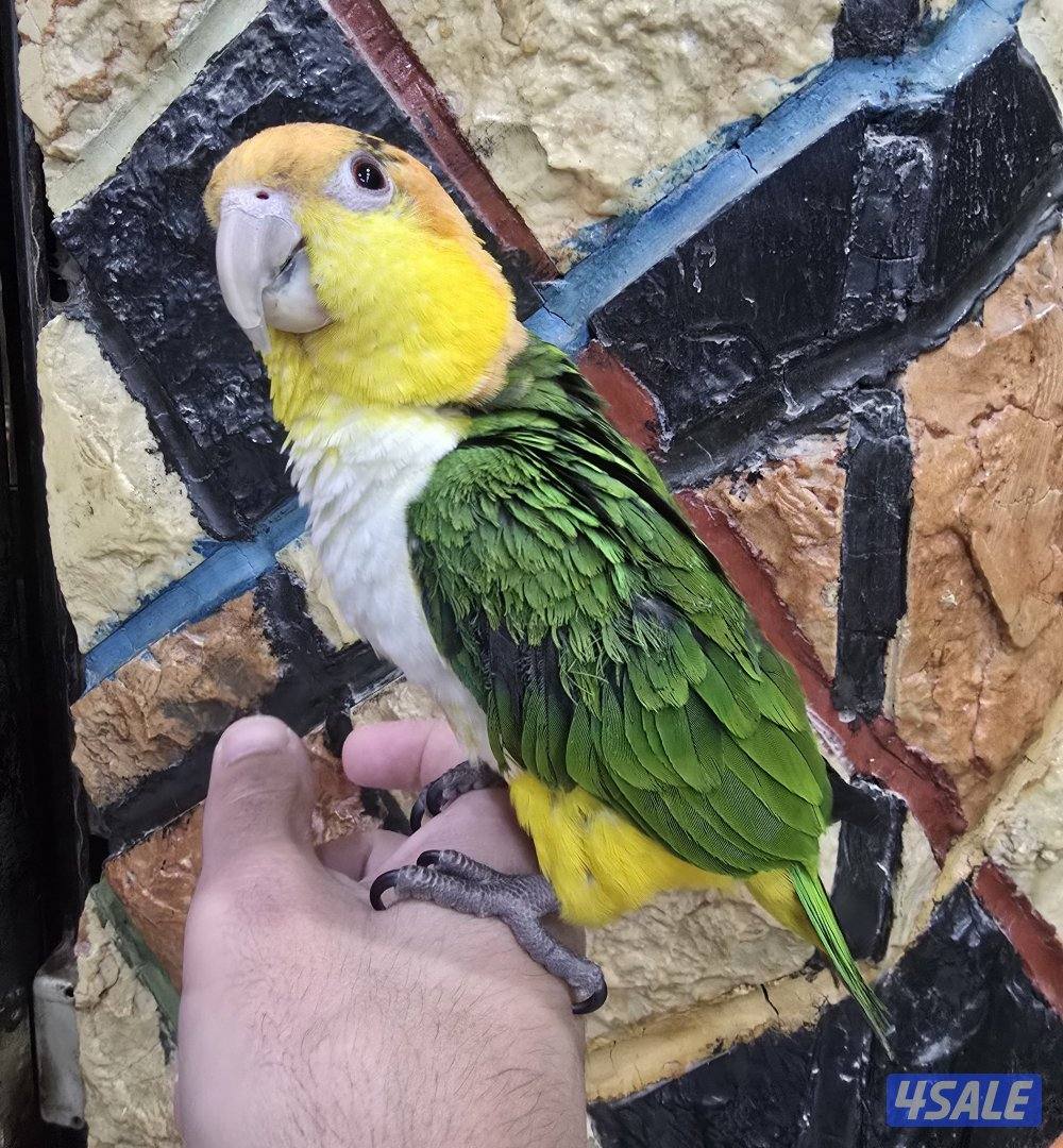 كايك وايت بلي نثيه0