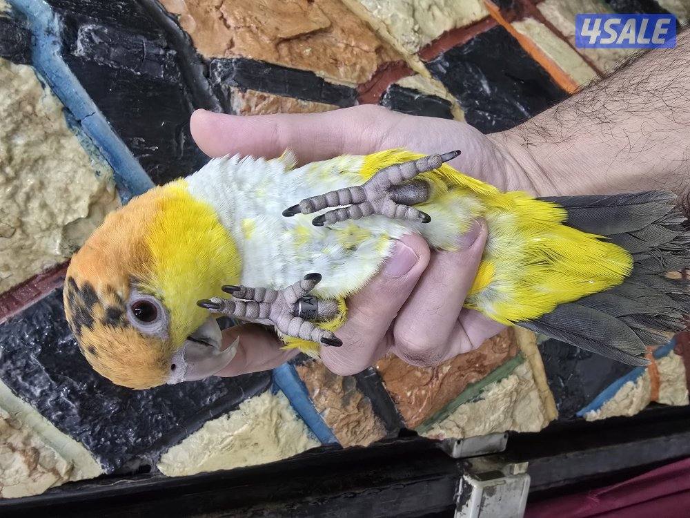 كايك وايت بلي نثيه1