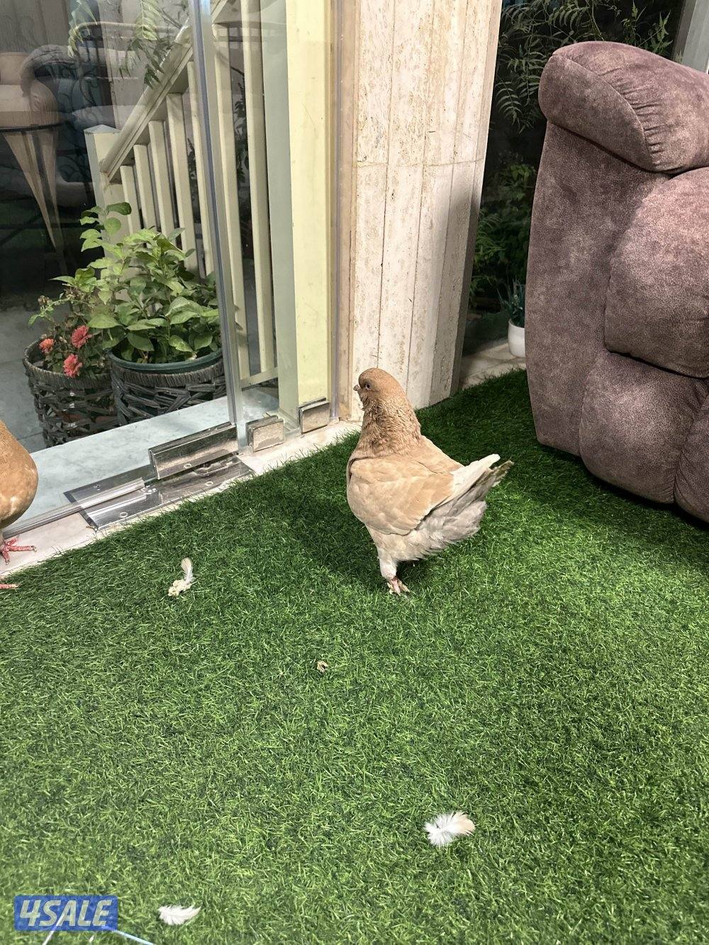 كيفان الصمود0