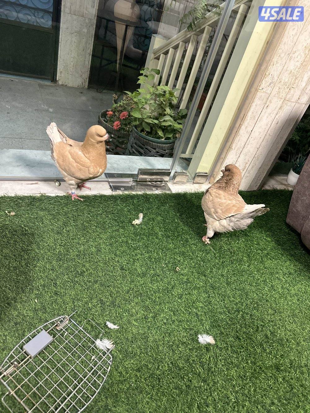 كيفان الصمود1