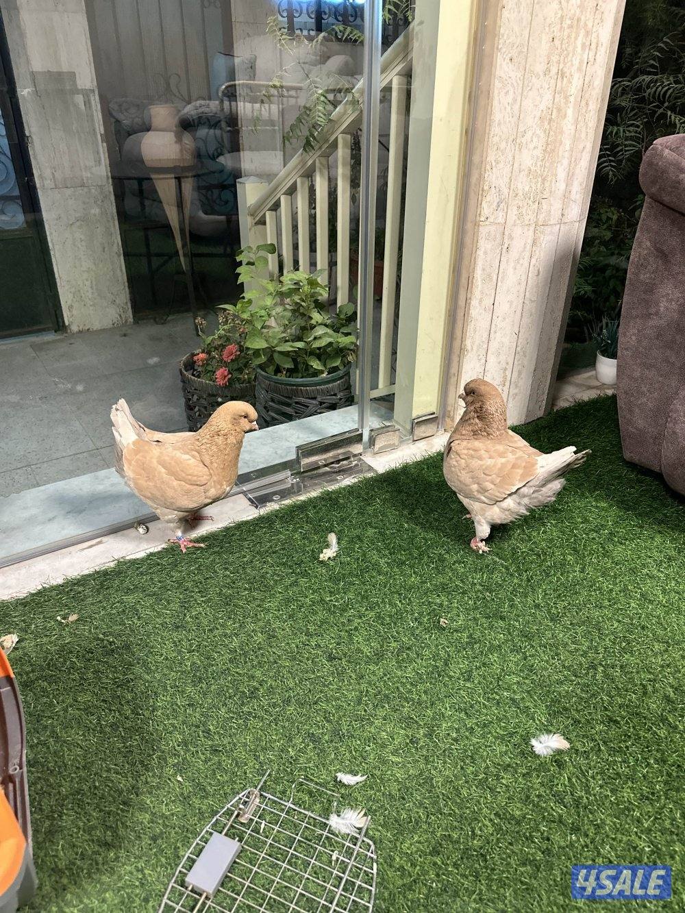 كيفان الصمود2