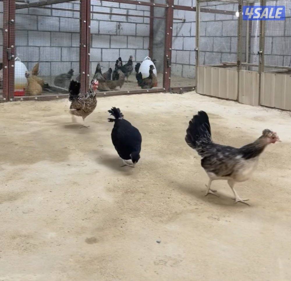 دجاج عربي قديم بياض1