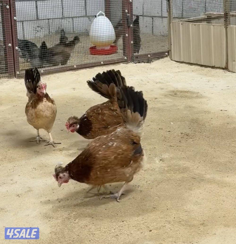 دجاج عربي قديم بياض0