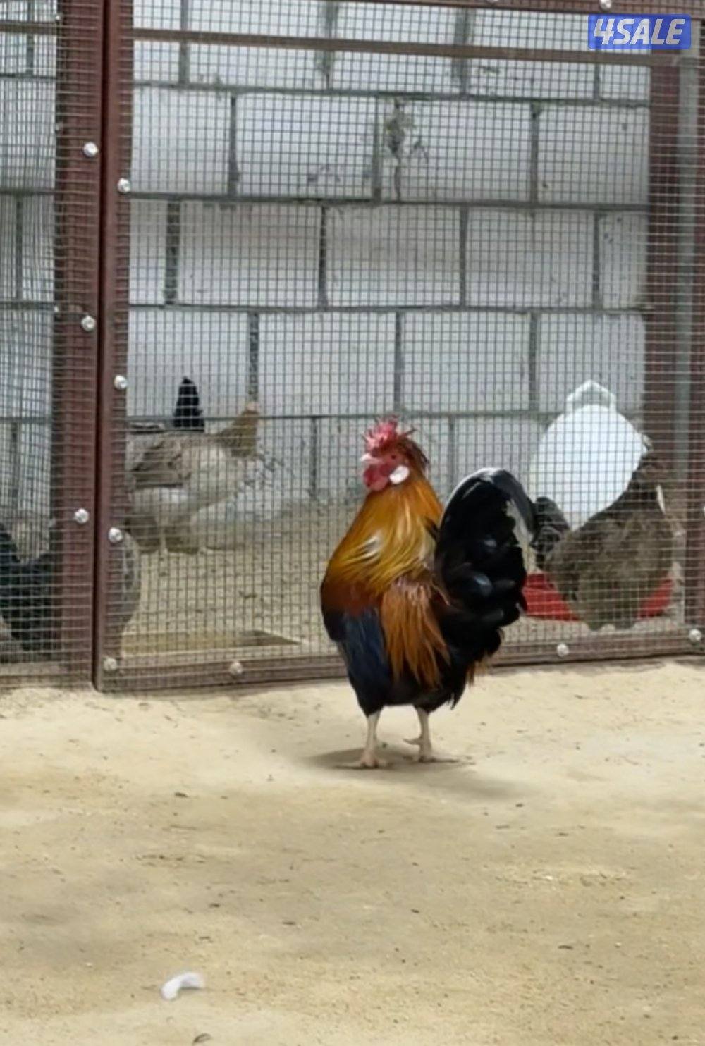 دجاج عربي قديم بياض2