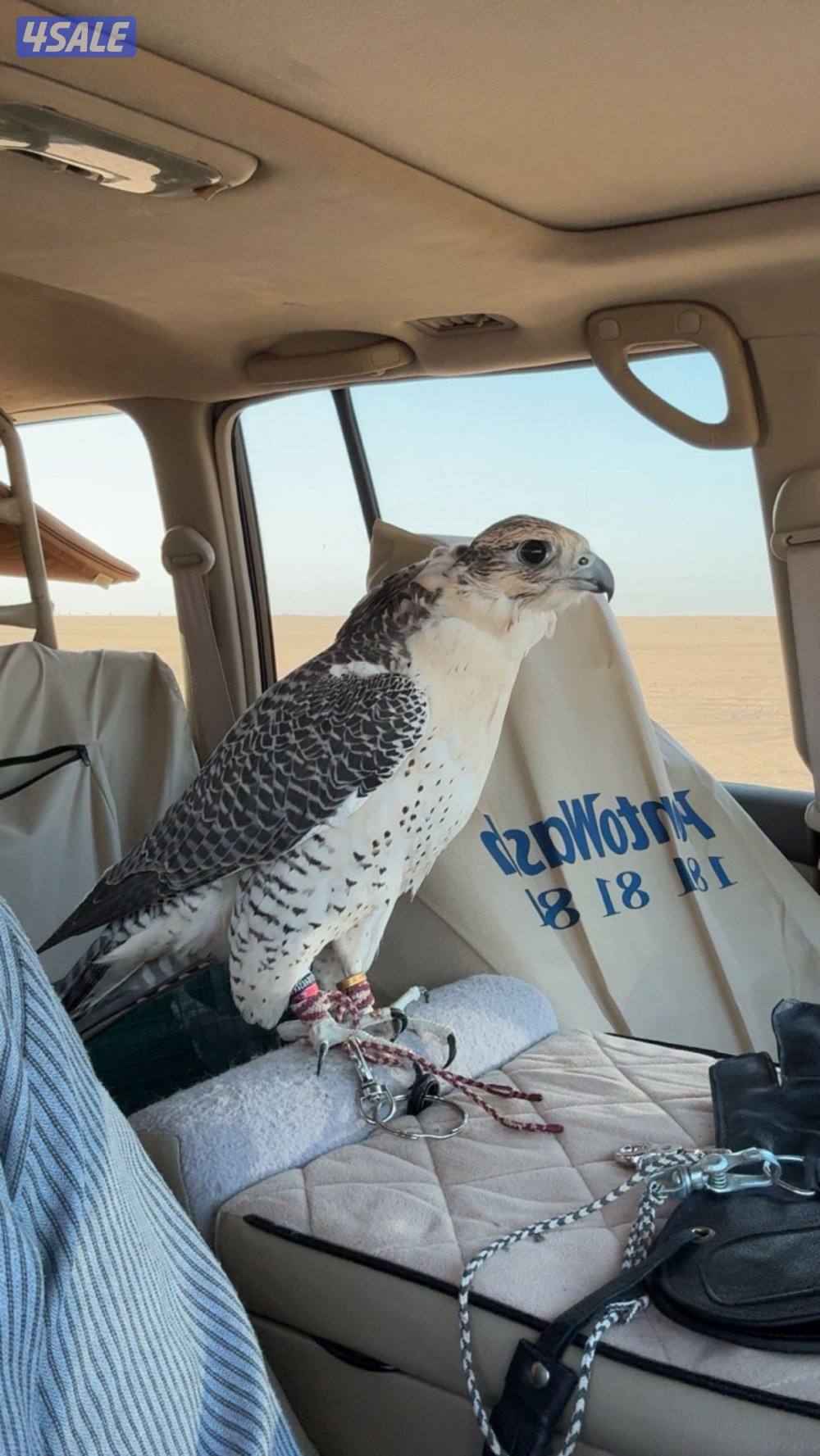 جير شاهين ثنو  ابريطاني uk صايد الحباري والكراوين والكندره0