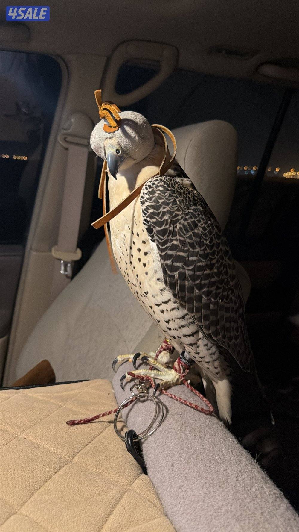 جير شاهين ثنو  ابريطاني uk صايد الحباري والكراوين والكندره1