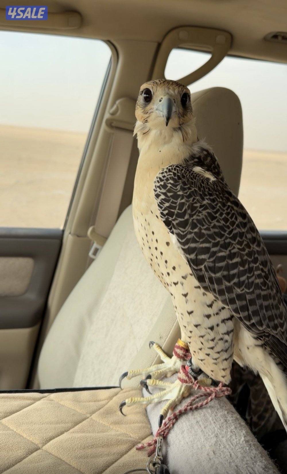 جير شاهين ثنو  ابريطاني uk صايد الحباري والكراوين والكندره2