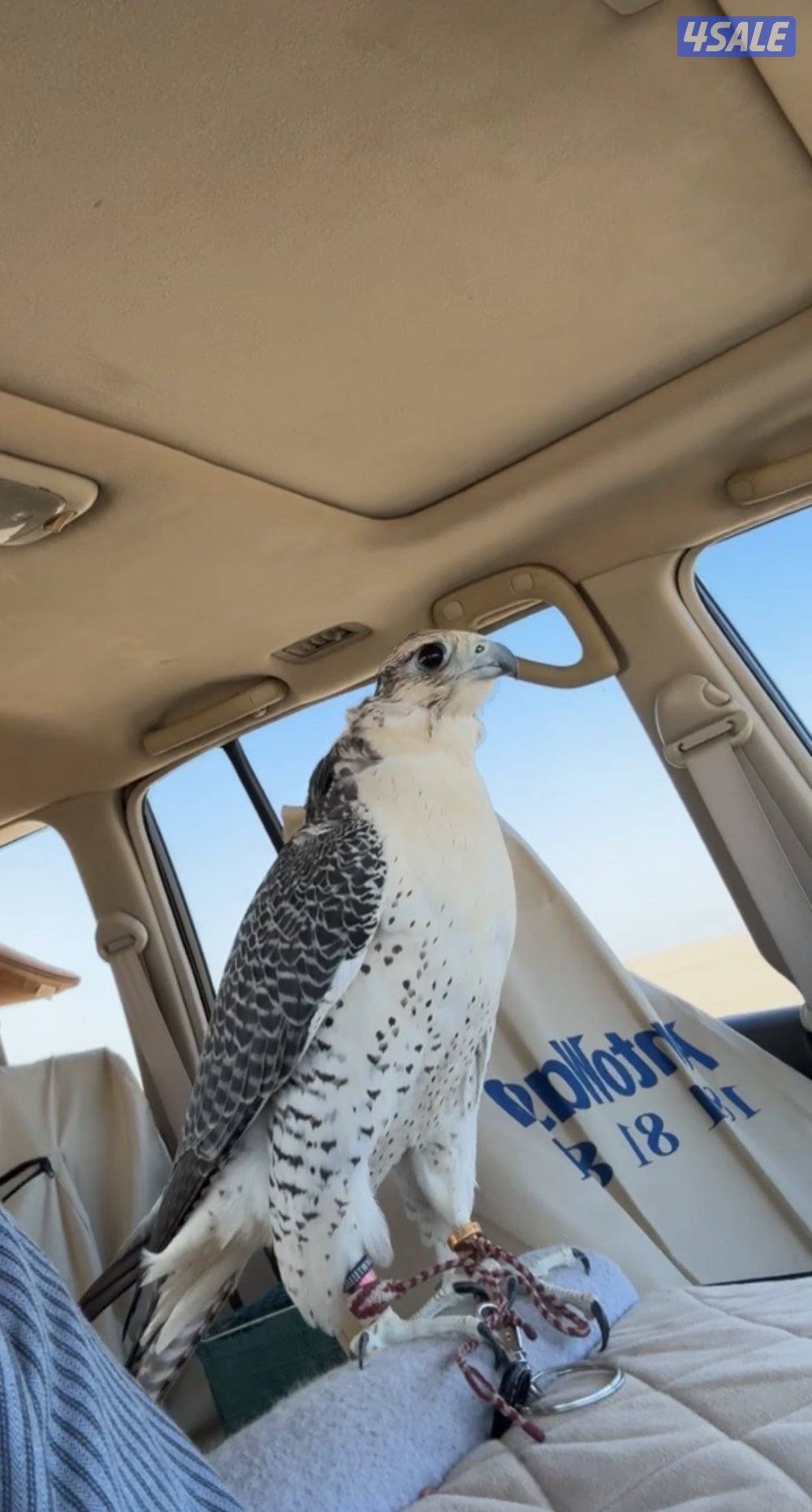 جير شاهين ثنو  ابريطاني uk صايد الحباري والكراوين والكندره3