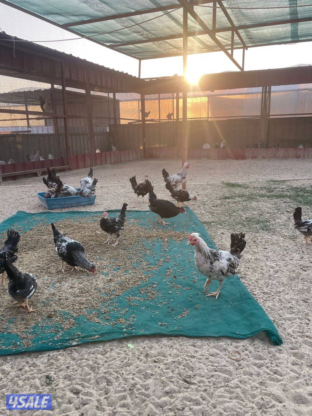 دياجه من 3 الي 5 شعور1