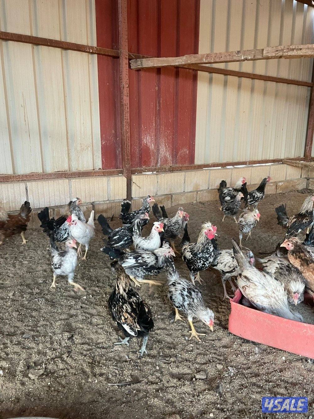 دياجه من 3 الي 5 شعور2