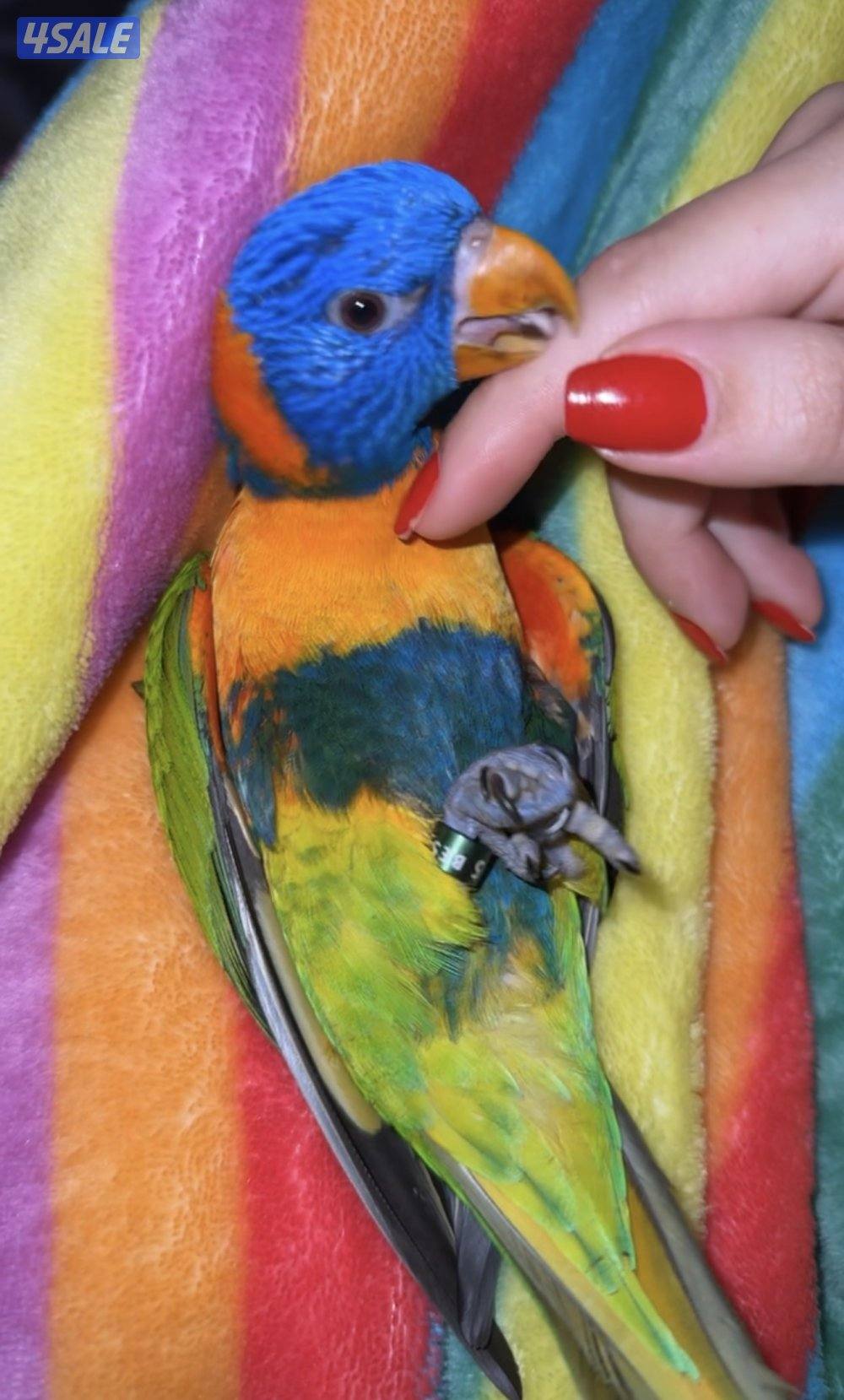 للبيع لوري العمر ٦ شهور ياكل بروحه وايد اليف ولزقه وكلشي موجود بالفيد0