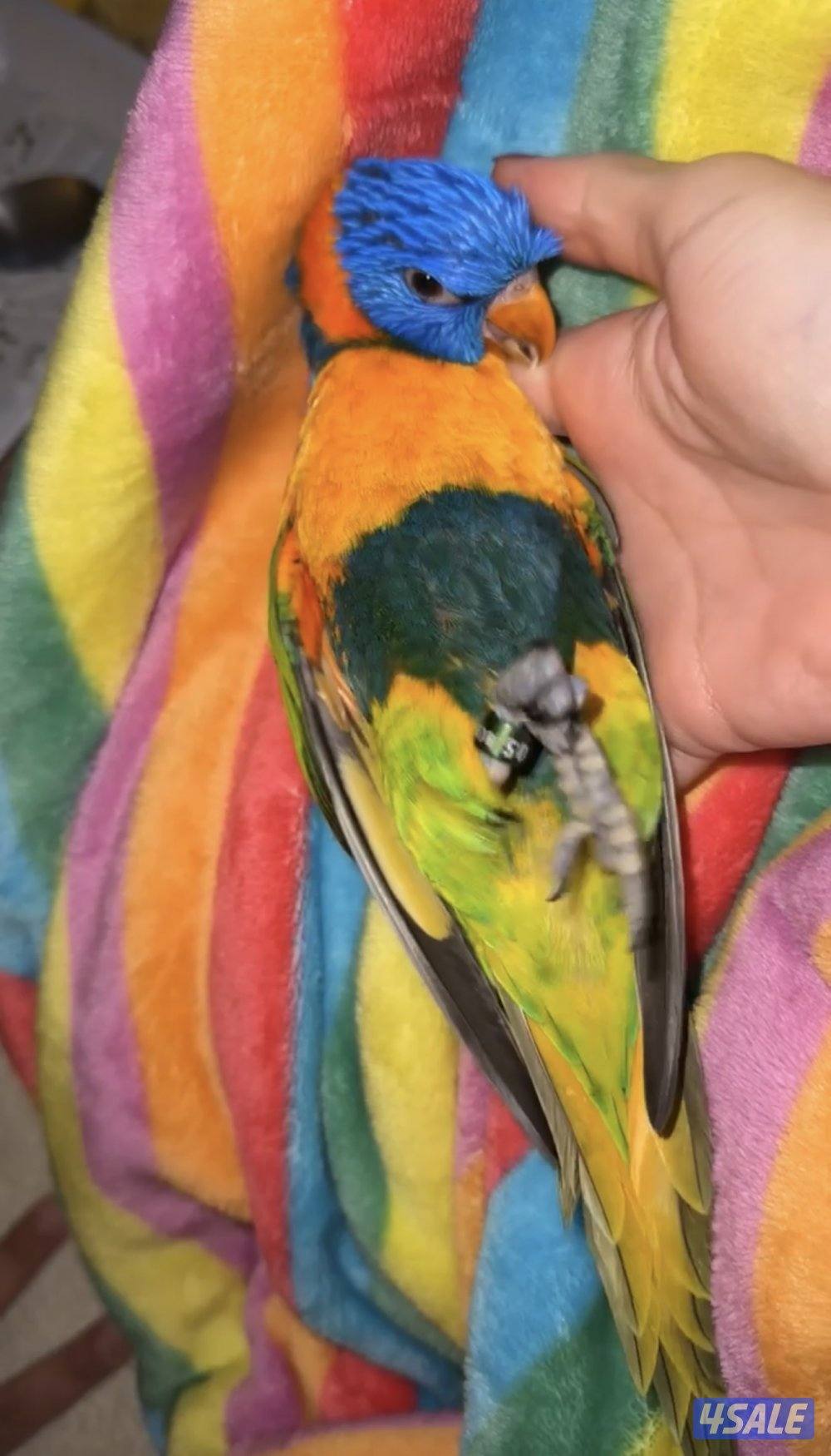 للبيع لوري العمر ٦ شهور ياكل بروحه وايد اليف ولزقه وكلشي موجود بالفيد3