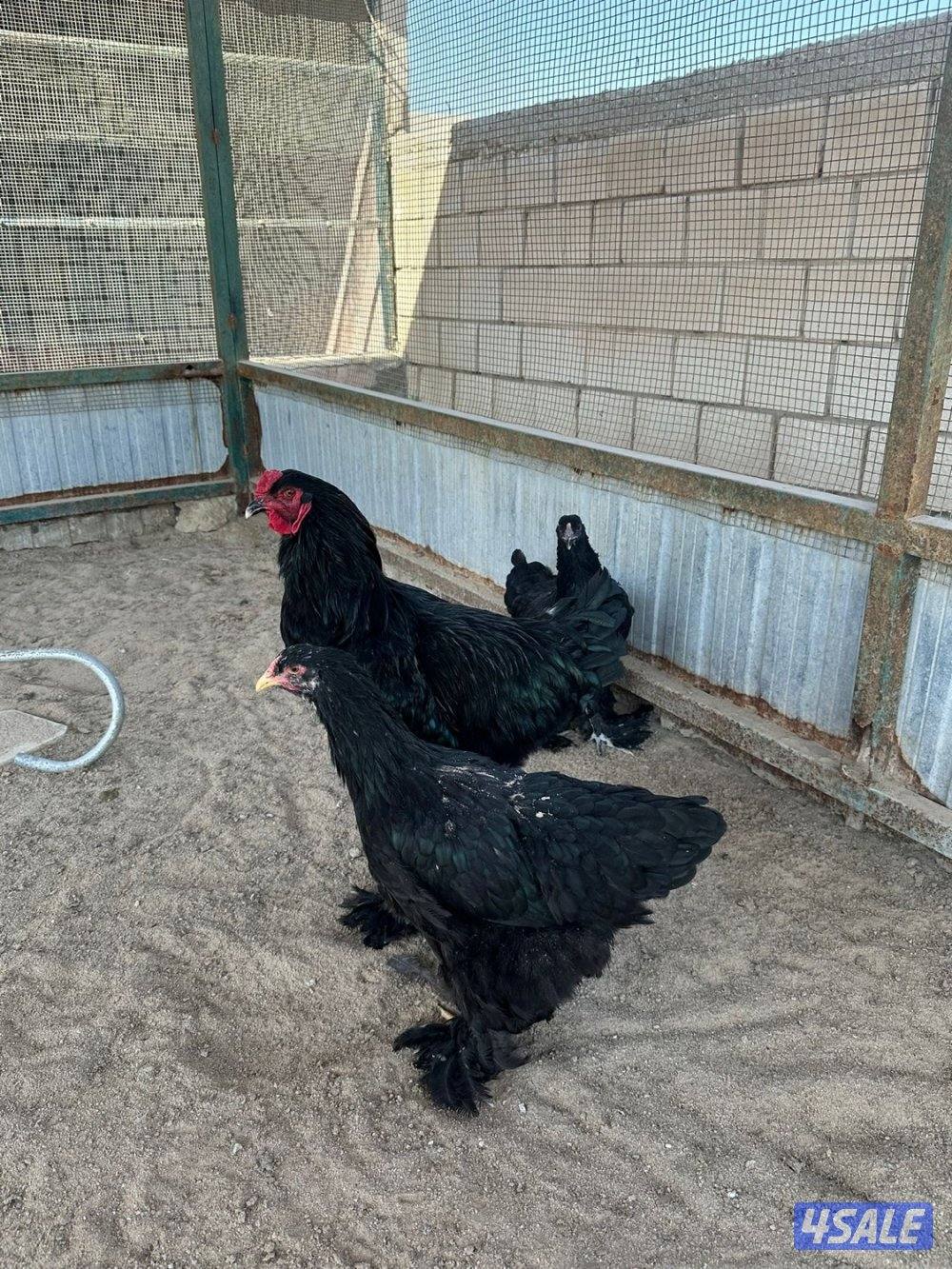 للبيع براهما0