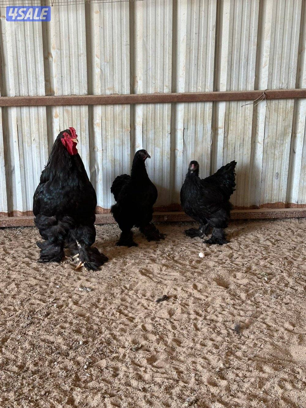 للبيع براهما1