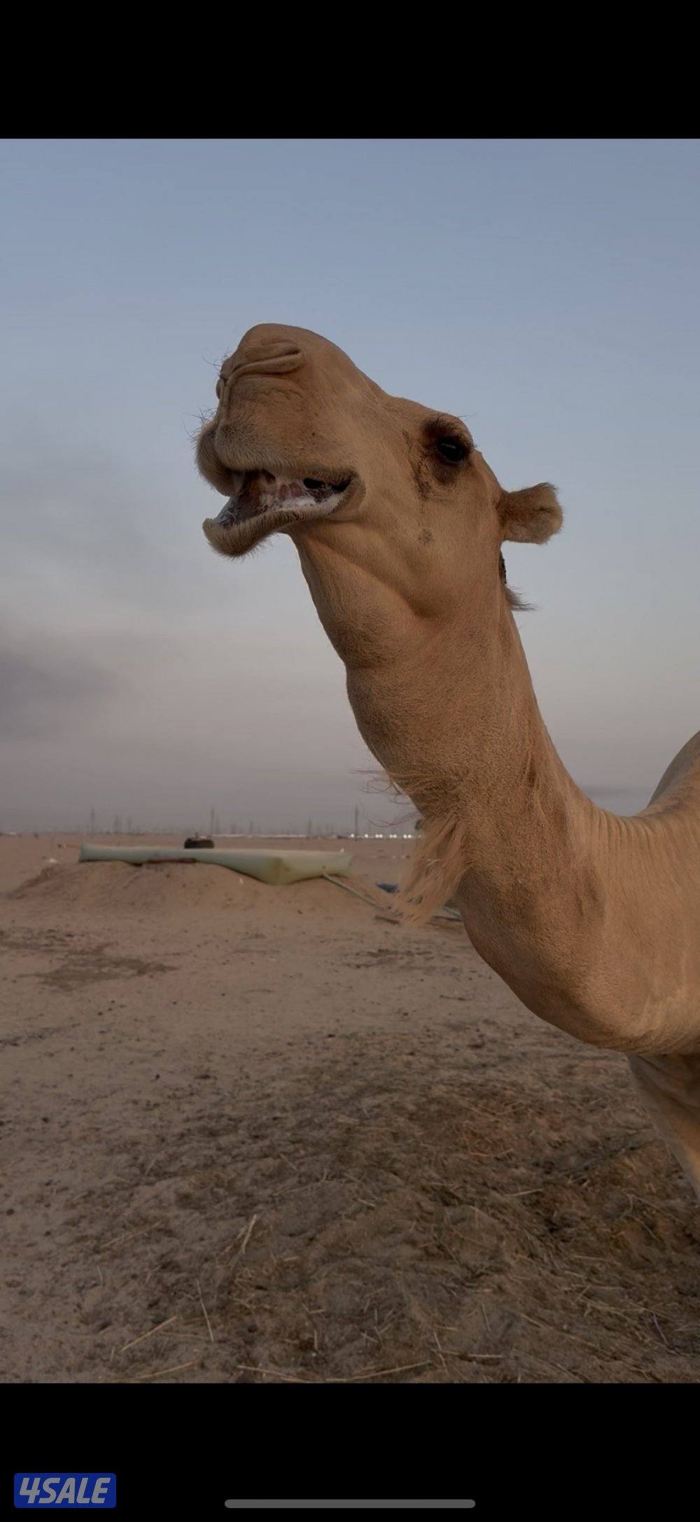 ورا شارع الأعلاف العبدلي0