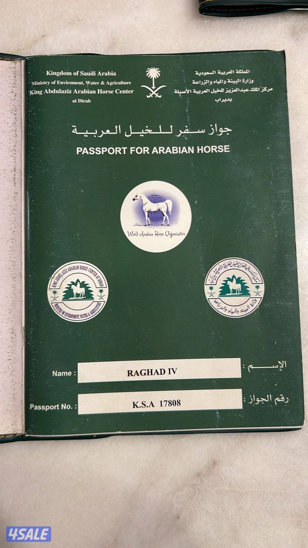 فرس فرنسية2