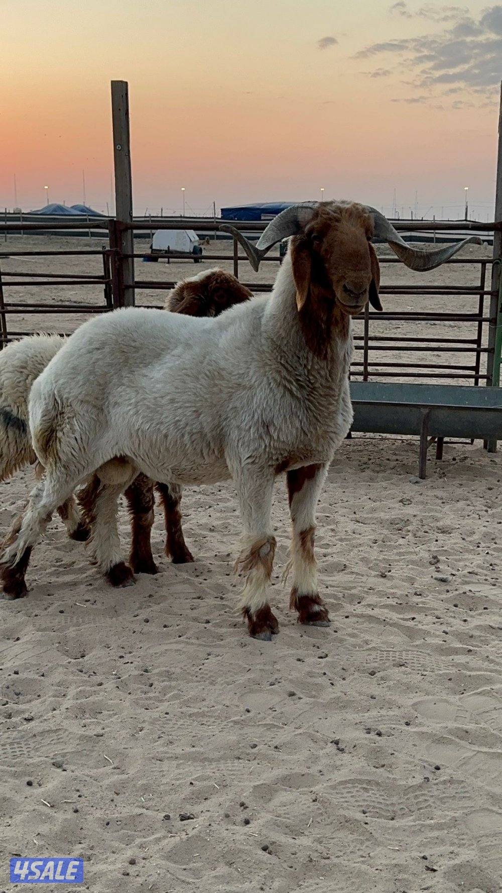 فحل ثني شرط القريع وله تصوير هو يقرع0