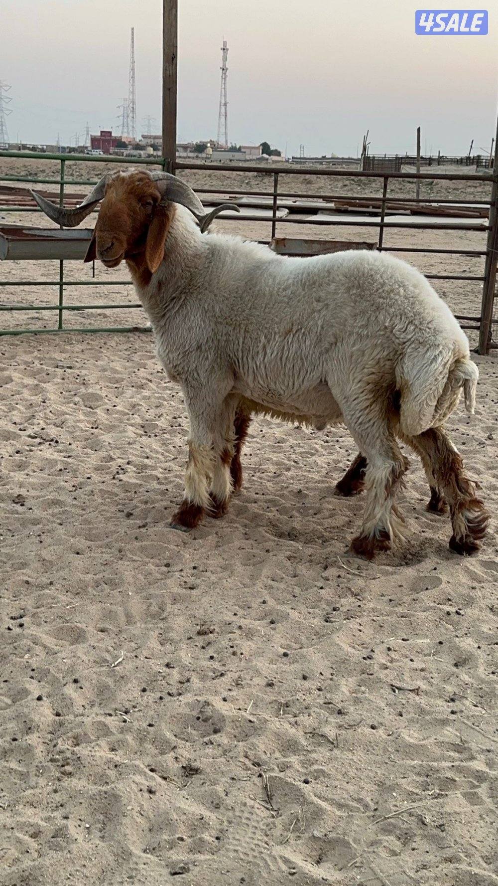 فحل ثني شرط القريع وله تصوير هو يقرع1