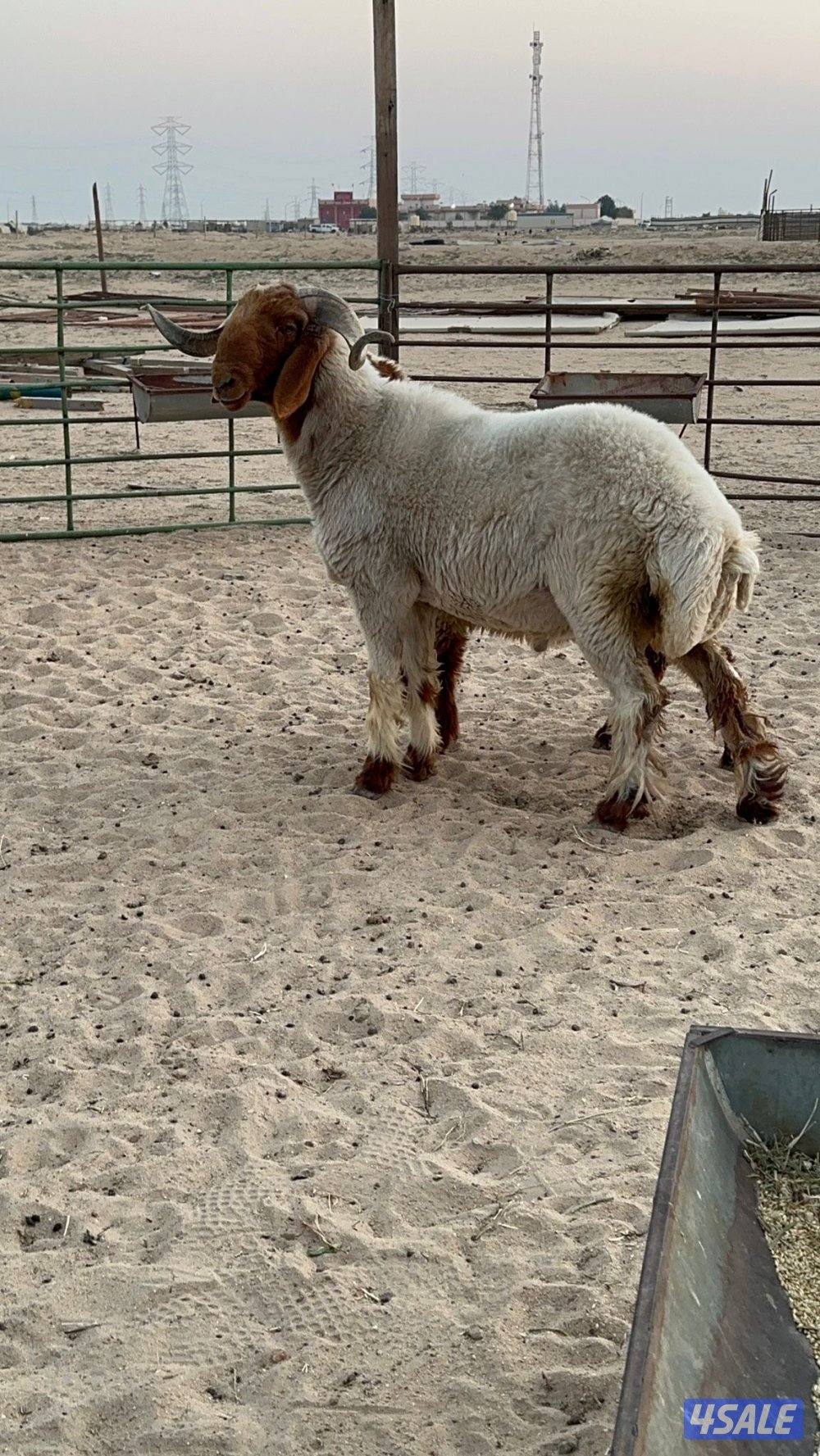 فحل ثني شرط القريع وله تصوير هو يقرع2