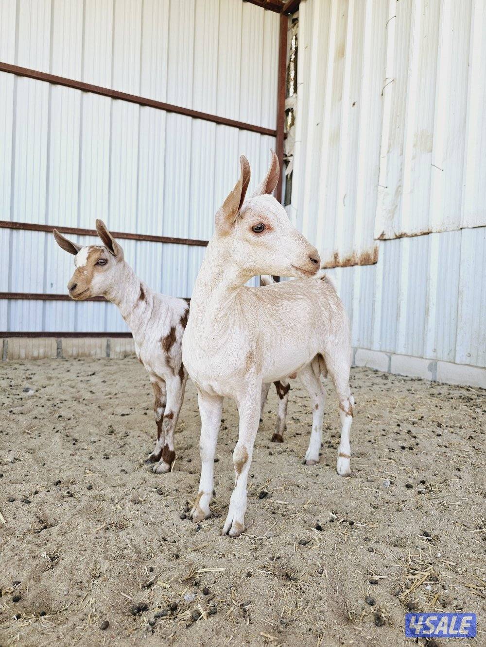 بربريات للبيع0