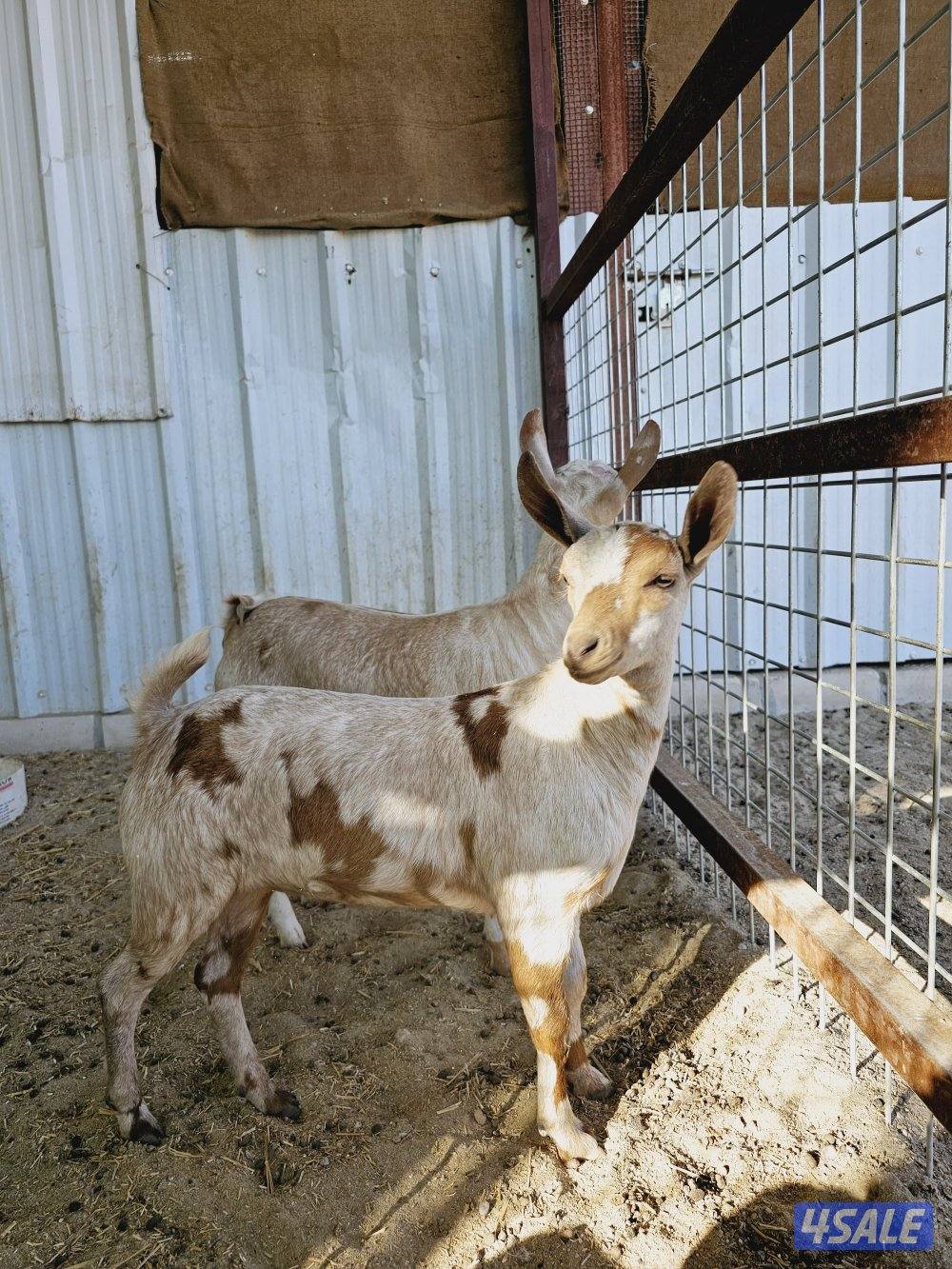 بربريات للبيع1