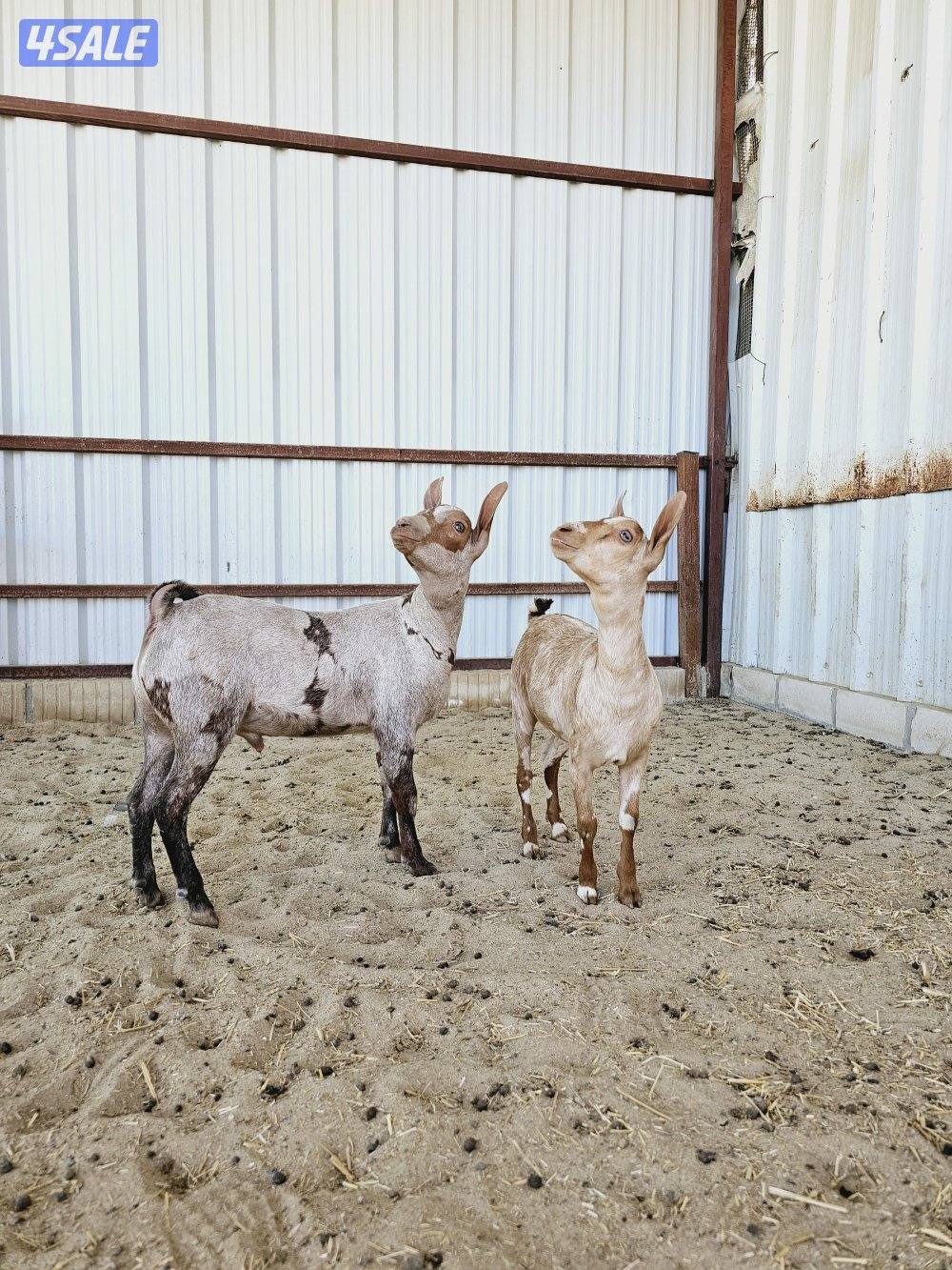 بربريات للبيع2