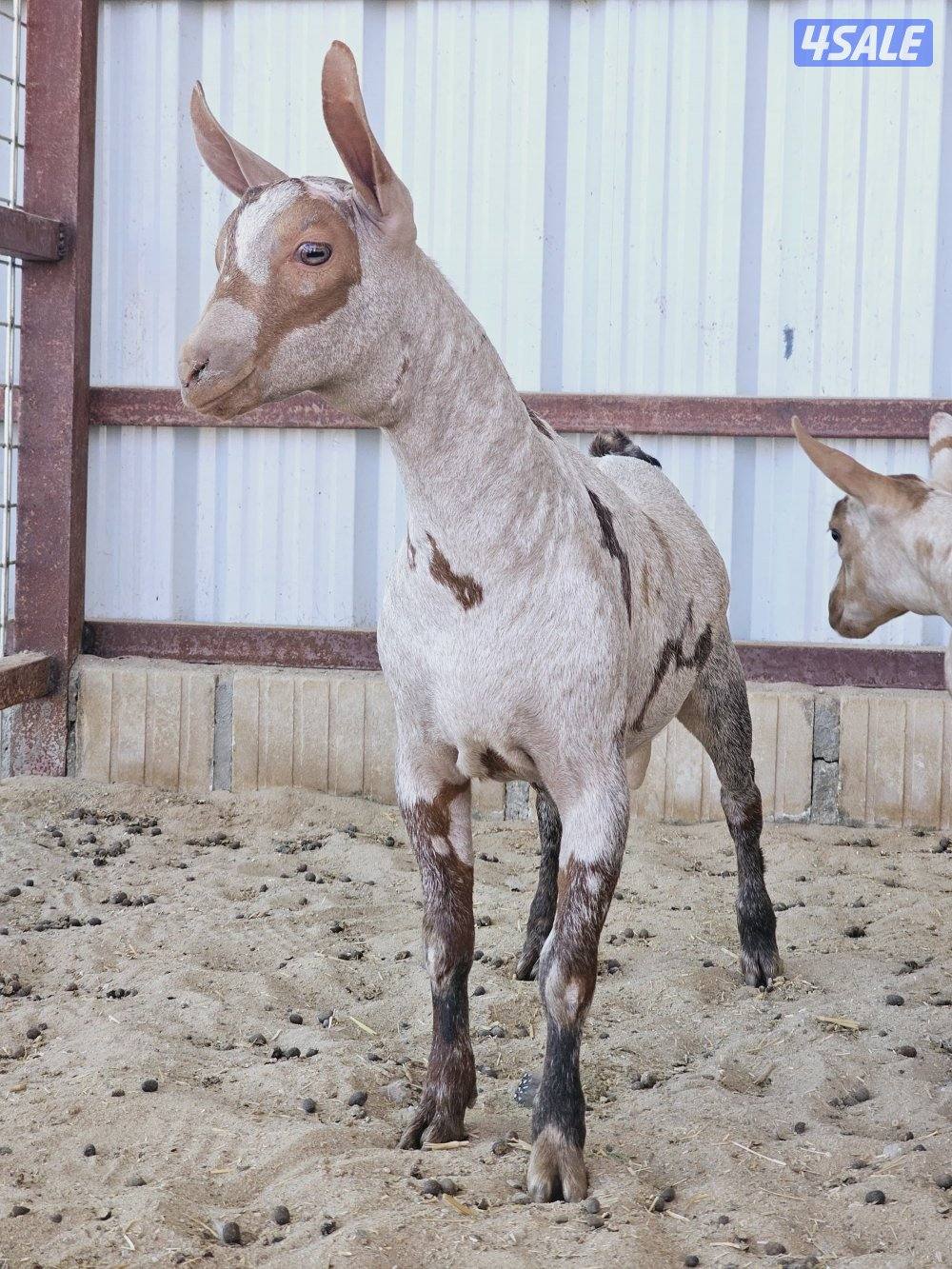 بربريات للبيع3