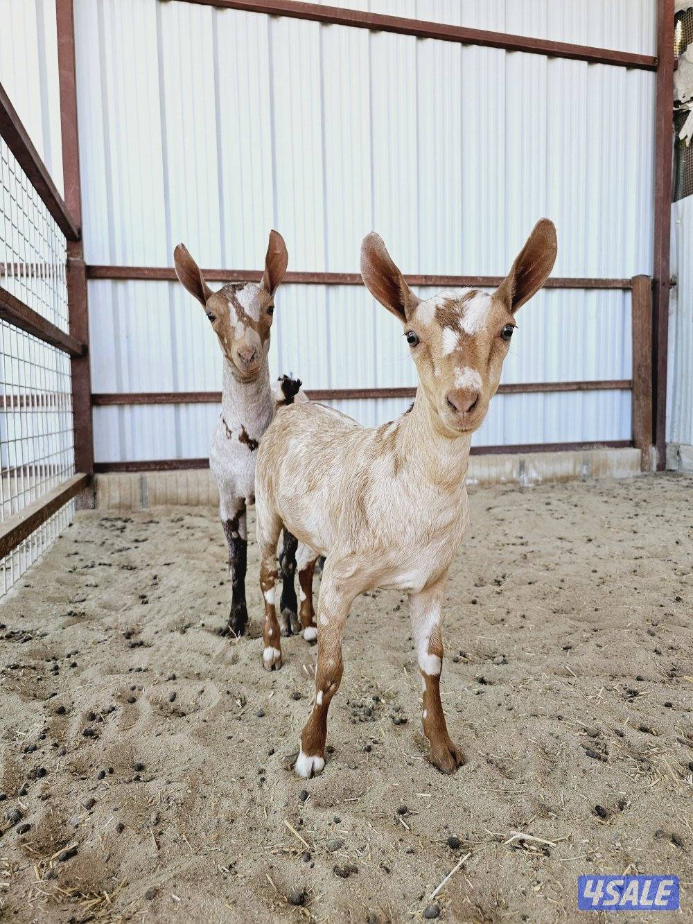 بربريات للبيع4