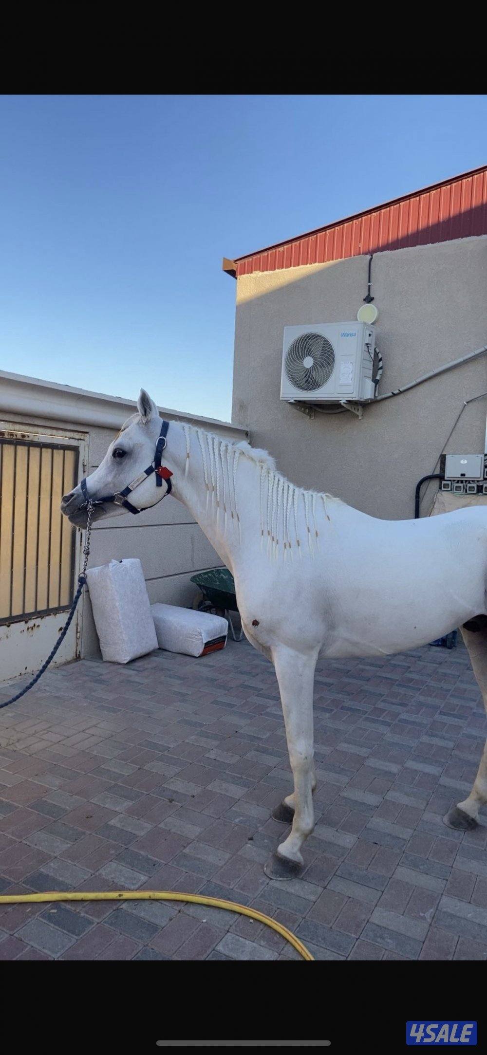 للبيع حصان0