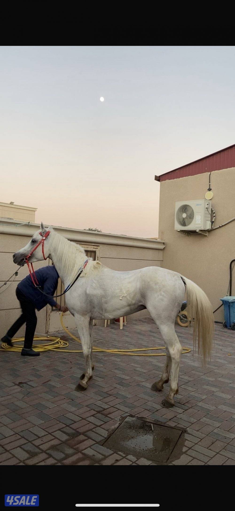 للبيع حصان1