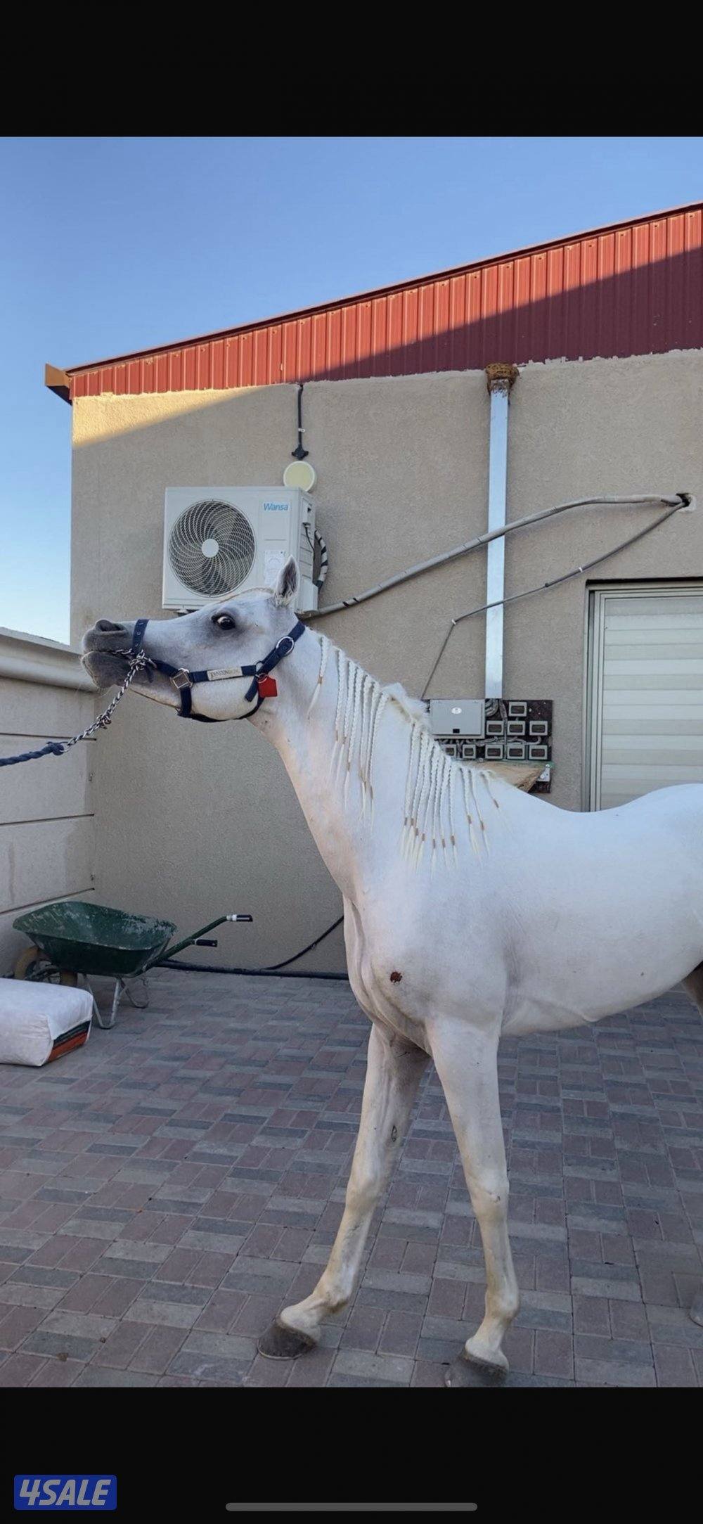 للبيع حصان2