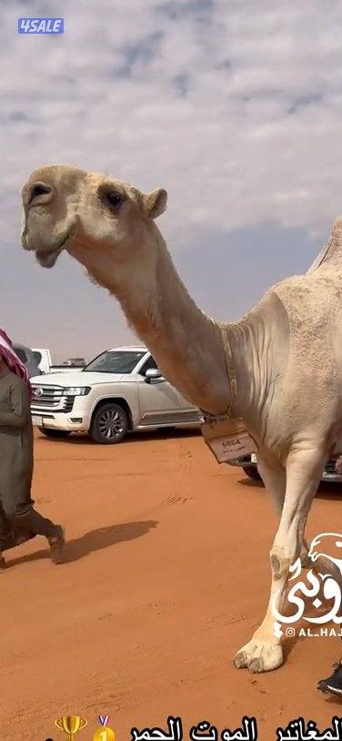 حلاقه وغسيل ابل تقطيع صيد وضيار0