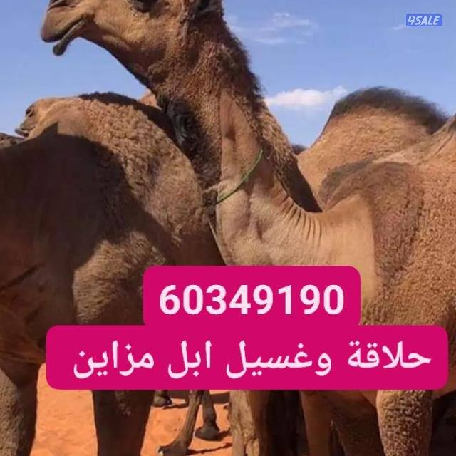 حلاقه وغسيل ابل تقطيع صيد وضيار1