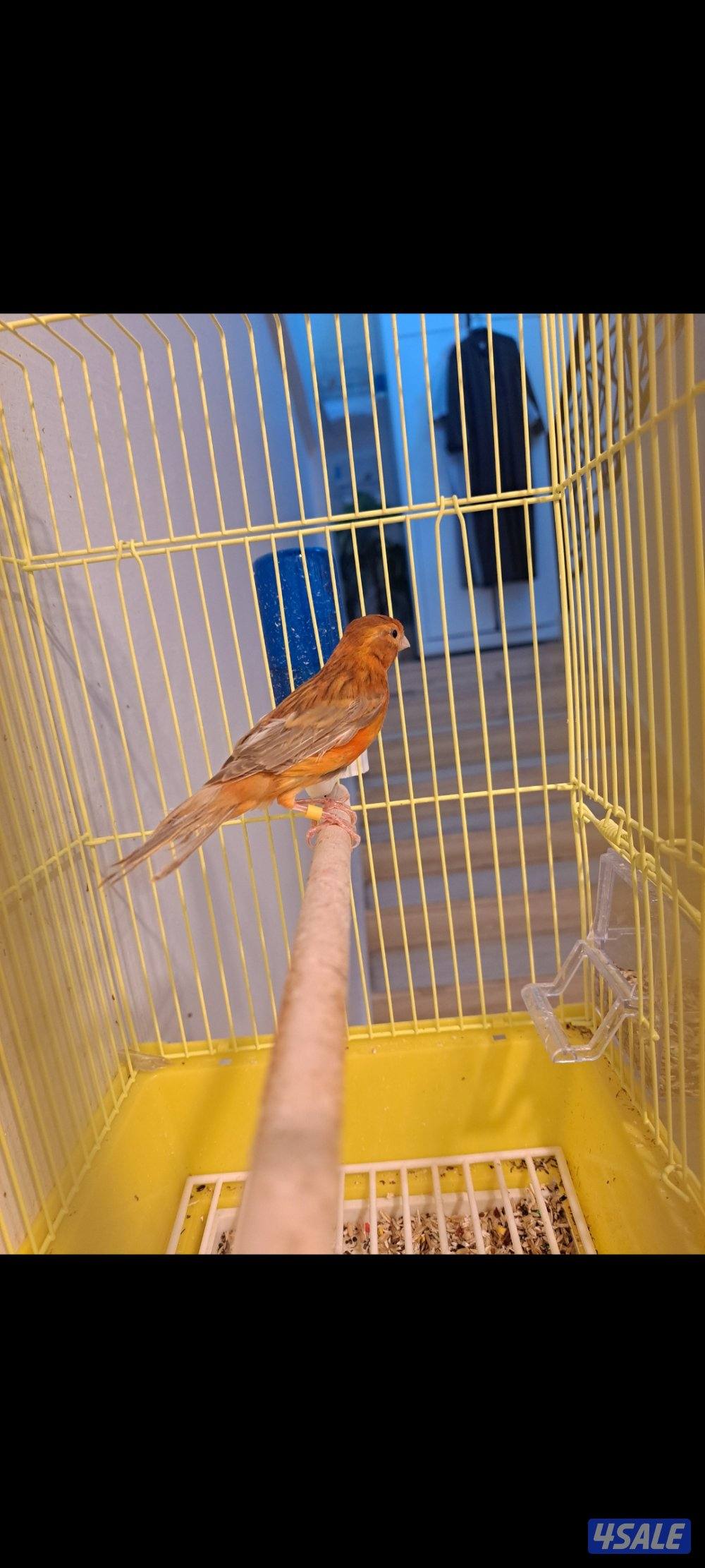 ازواج كناري / افحل / انثاي1