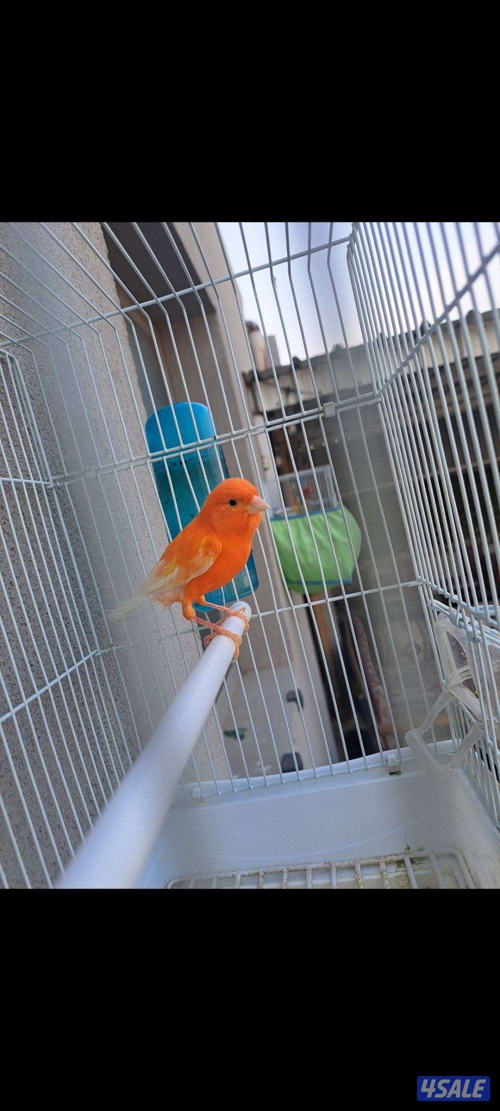 ازواج كناري / افحل / انثاي3