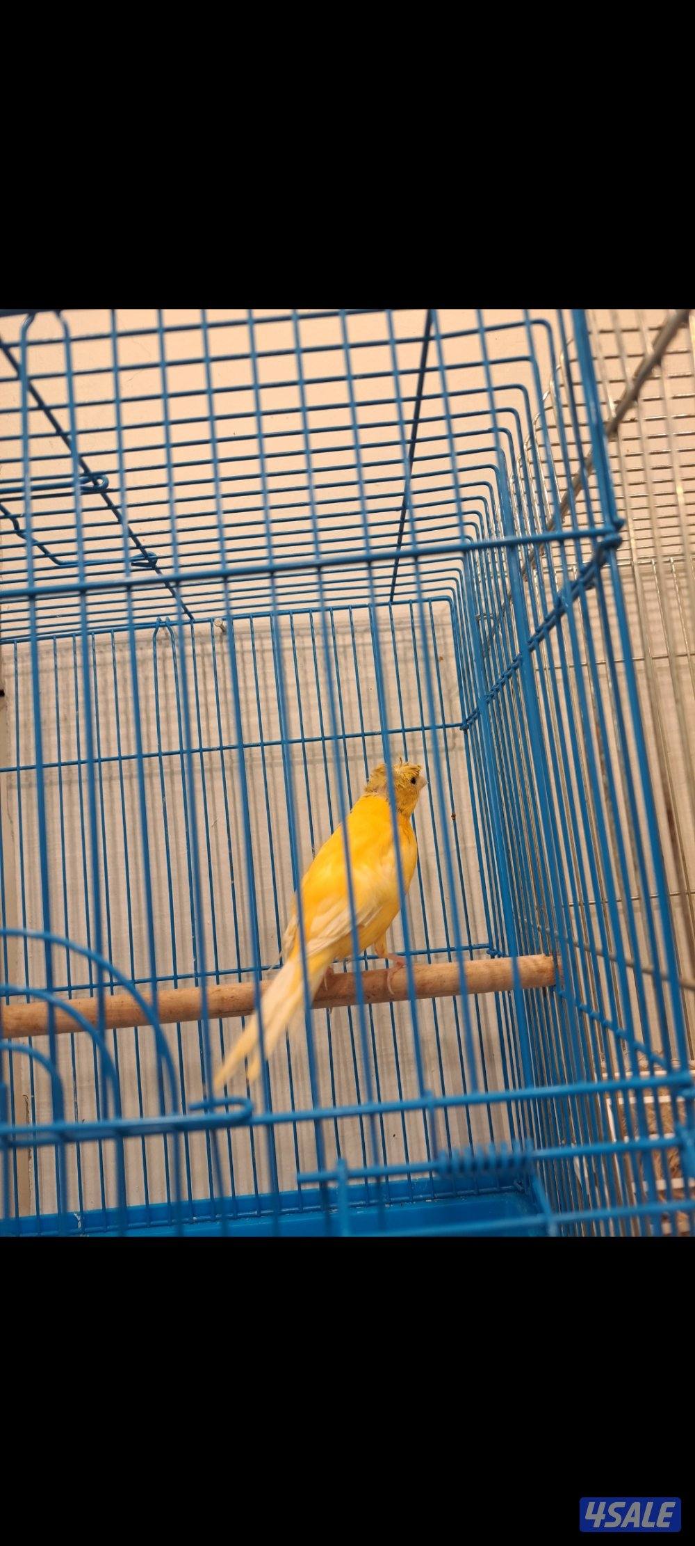 ازواج كناري / افحل / انثاي4