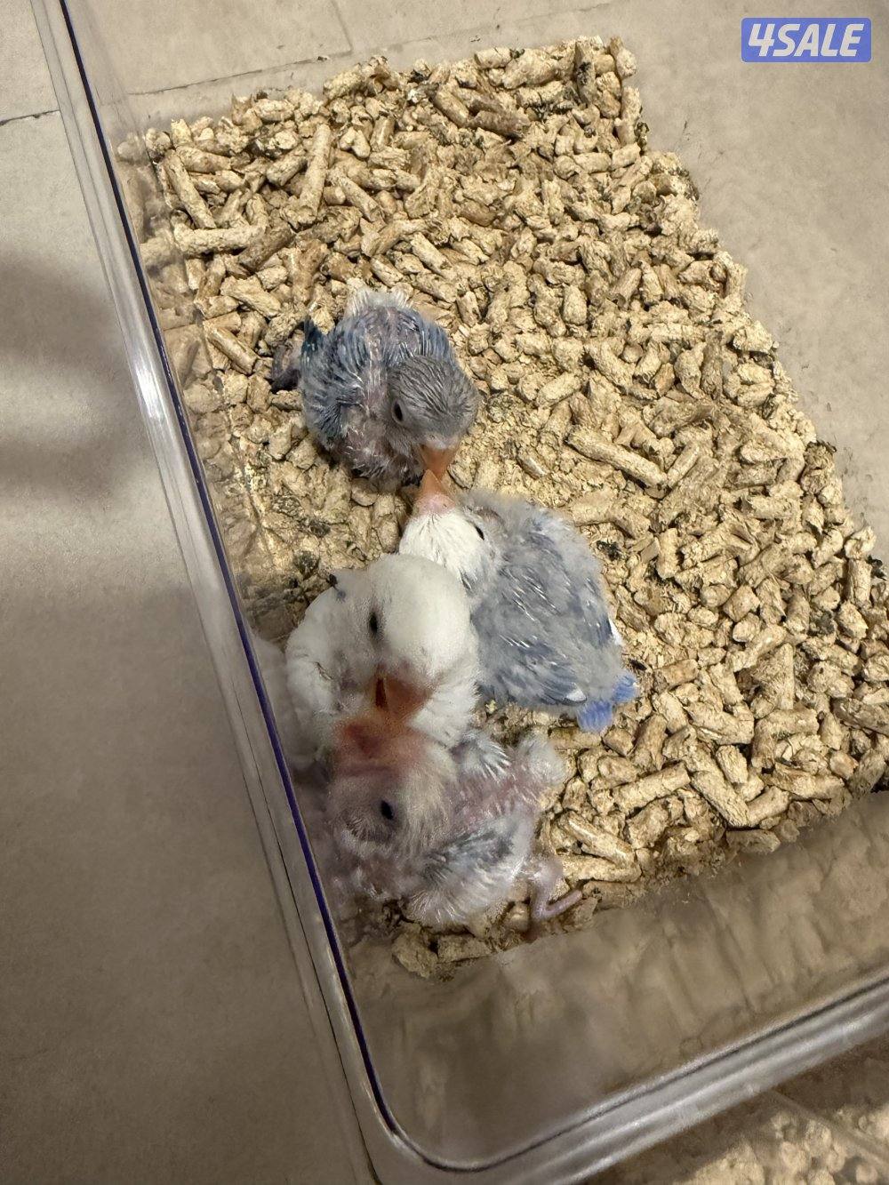 فروخ لوفبيرد عس1